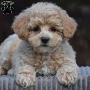 Basil, Bich-Poo Puppy